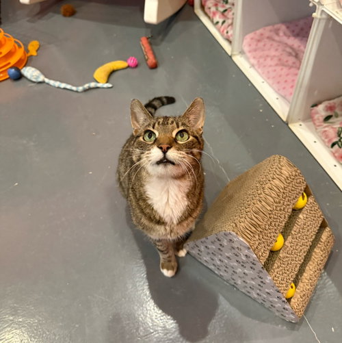 CAPTAIN - Domestic Short Hair / Bengal available for adoption