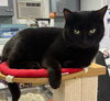 Sammi * IN FOSTER * - Photo 1