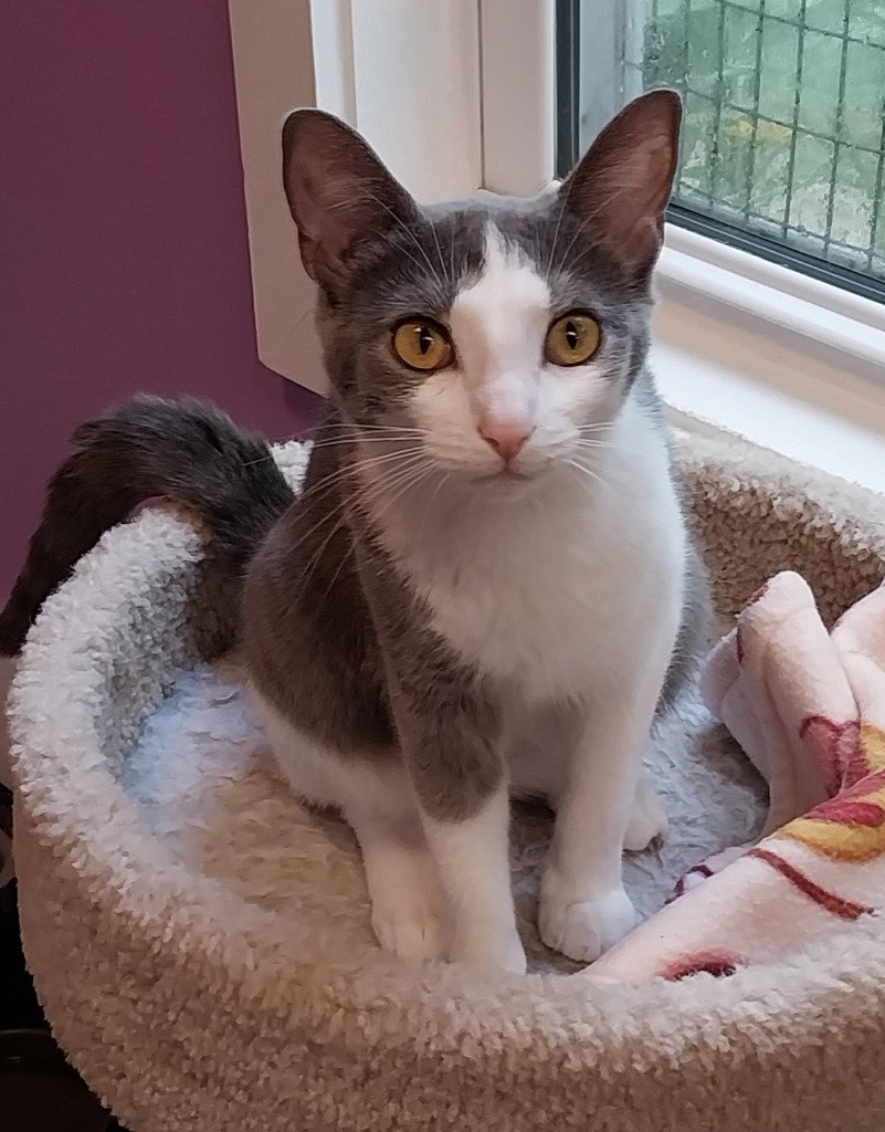 Miley * IN FOSTER * Image