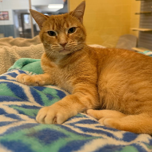 picture of the cat needing adoption