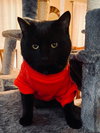 Raymond *IN FOSTER* - Photo 1