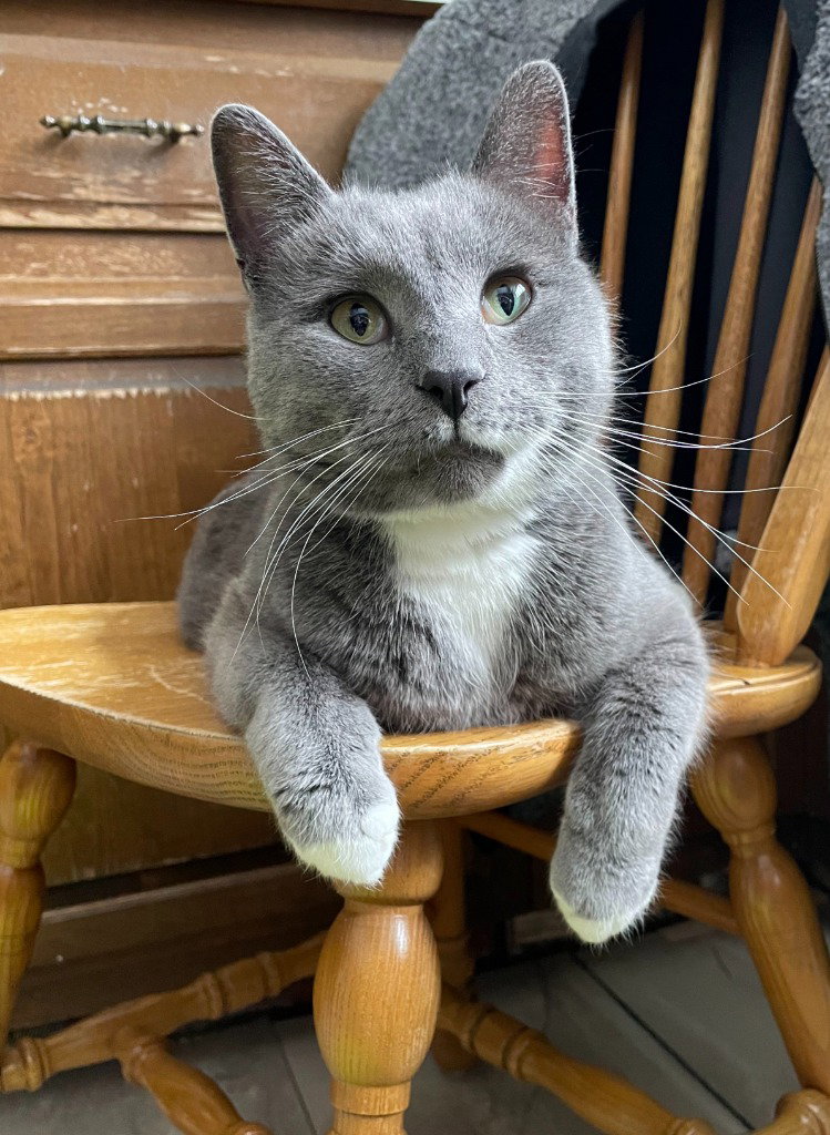 Curious George * IN FOSTER * Image