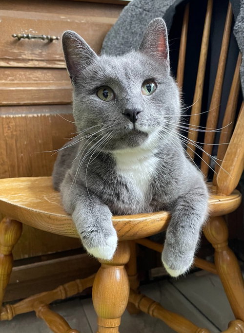 picture of the cat needing adoption