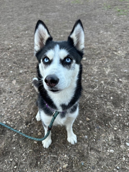 picture of the dog needing adoption