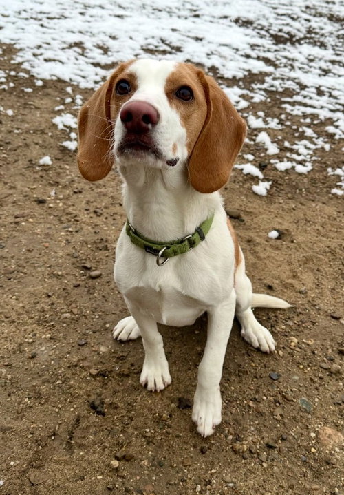 Jace, an adoptable Beagle in South Bend, IN