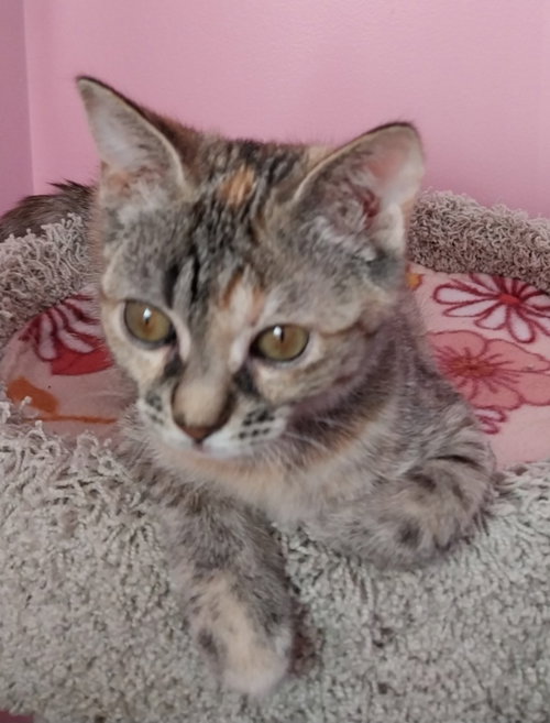 picture of the cat needing adoption