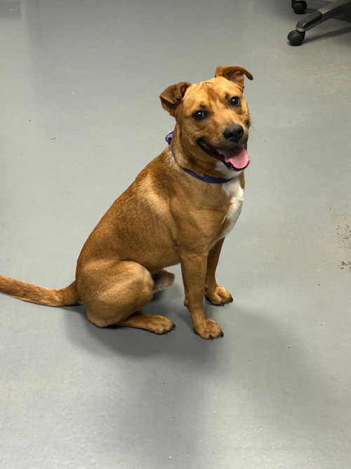 picture of the dog needing adoption