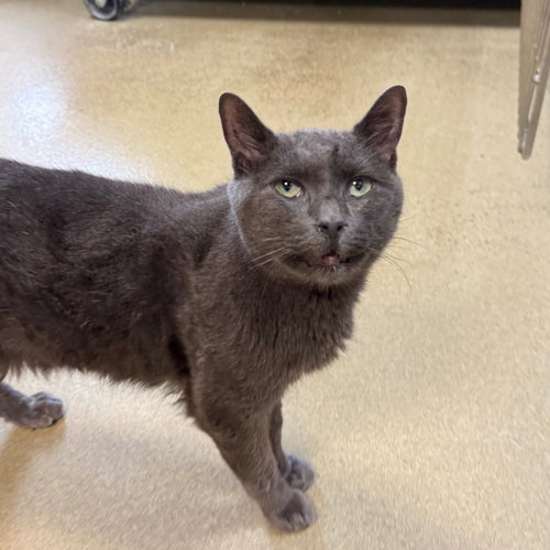 picture of the cat needing adoption