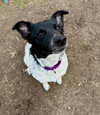 Mink *IN FOSTER* - Photo 1