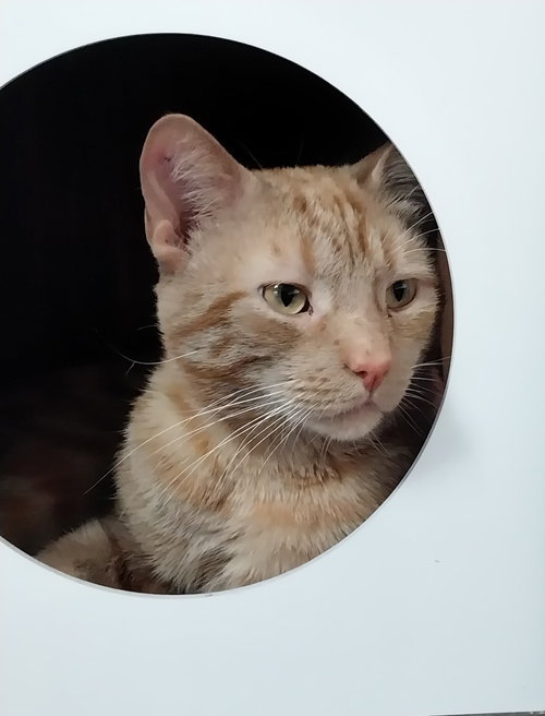 Nado * IN FOSTER *, an adoptable Domestic Short Hair in South Bend, IN