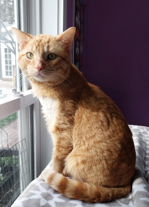 Flash * IN FOSTER *, an adoptable Domestic Short Hair in South Bend, IN