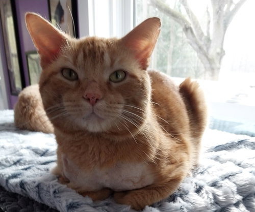 FLASH * IN FOSTER * - Domestic Short Hair available for adoption