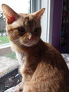 Flash * IN FOSTER * - Photo 3