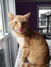 Flash * IN FOSTER * - Photo 4