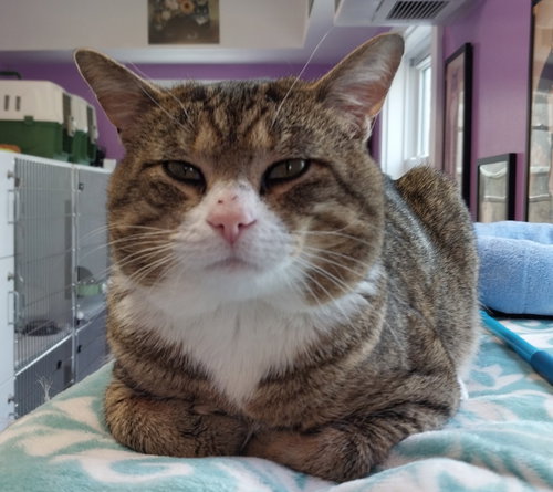 Preston Pickle Pants * IN FOSTER *, an adoptable Domestic Short Hair in South Bend, IN