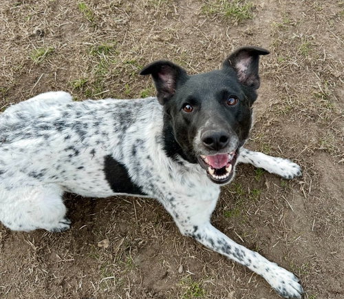 Lumi, an adoptable Cattle Dog in South Bend, IN