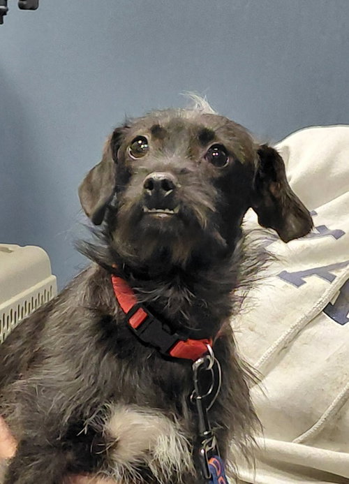 picture of the dog needing adoption