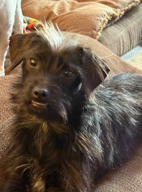 Momo-in a foster home, an adoptable Terrier in South Bend, IN