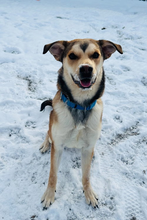 Tamie, an adoptable Shepherd in South Bend, IN