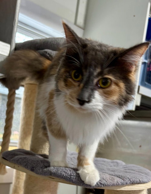 Zeus *IN FOSTER*, an adoptable Domestic Short Hair in South Bend, IN