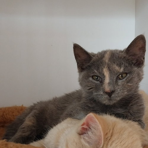 Serenade * IN FOSTER *, an adoptable Domestic Short Hair in South Bend, IN