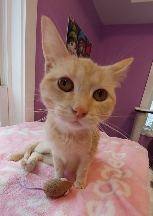 Nasa * IN FOSTER *, an adoptable Domestic Short Hair in South Bend, IN