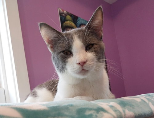 National * IN FOSTER *, an adoptable Domestic Short Hair in South Bend, IN