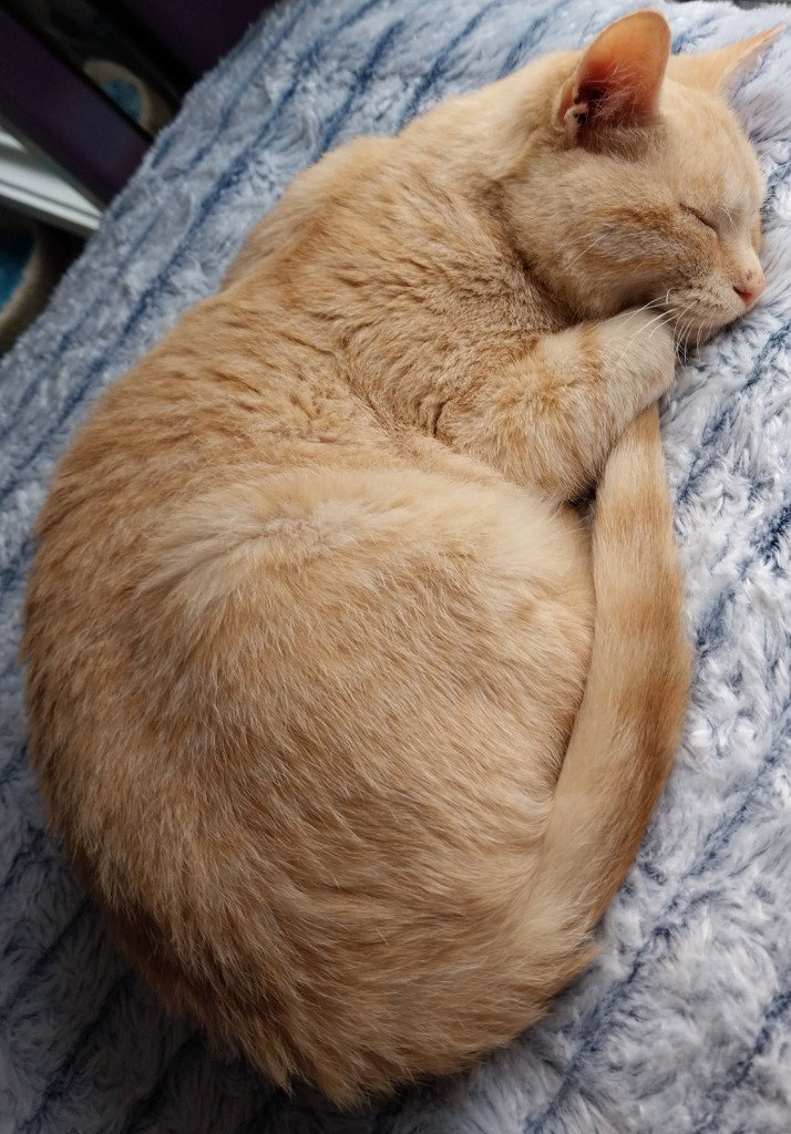 Navigator * IN FOSTER * Image