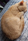 Navigator * IN FOSTER * - Photo 1