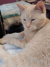 Navigator * IN FOSTER * - Photo 2