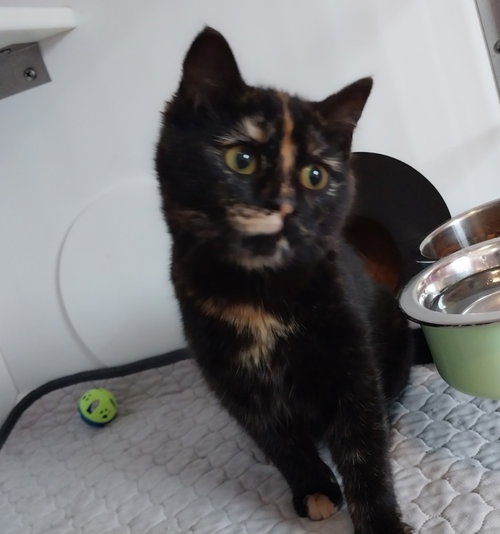 Lily *IN FOSTER*, an adoptable Domestic Long Hair in South Bend, IN