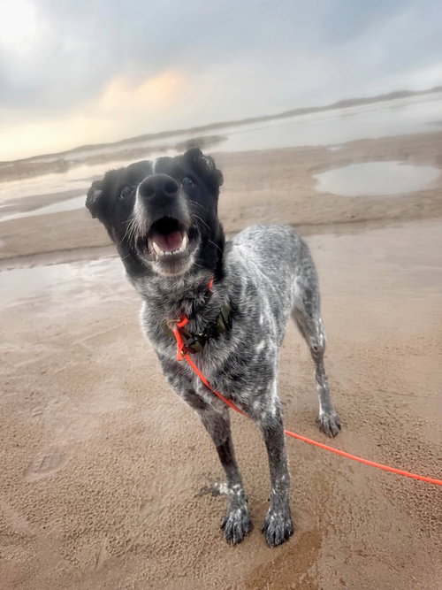 Stormy- In a foster home, an adoptable Cattle Dog in South Bend, IN