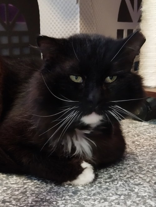 Floofy Cedeno * IN FOSTER *, an adoptable Domestic Long Hair in South Bend, IN