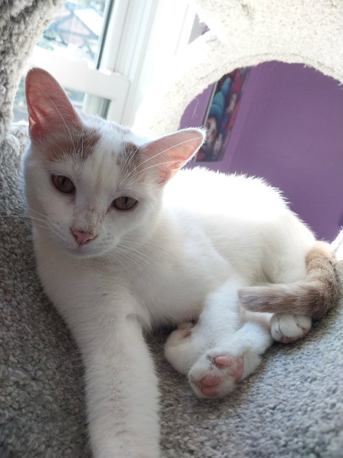 Layla, an adoptable Domestic Short Hair in South Bend, IN