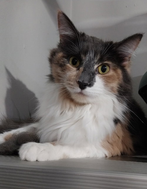 Marbles * IN FOSTER *, an adoptable Domestic Long Hair in South Bend, IN