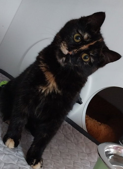 Omni * IN FOSTER *, an adoptable Domestic Short Hair in South Bend, IN