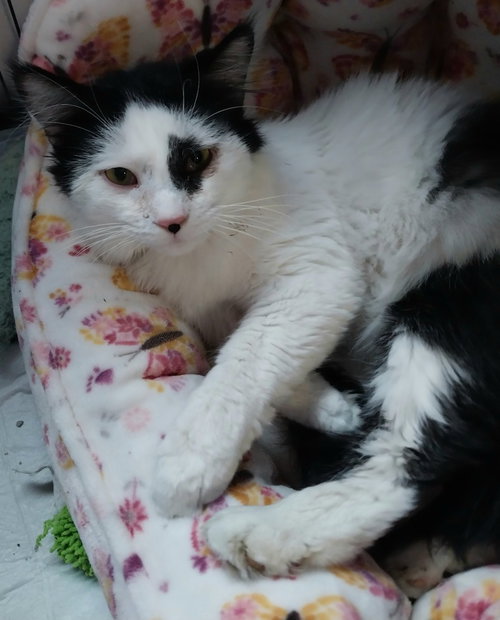 Randall * IN FOSTER *, an adoptable Domestic Long Hair in South Bend, IN