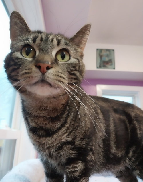 LOTUS * IN FOSTER * - Domestic Short Hair available for adoption