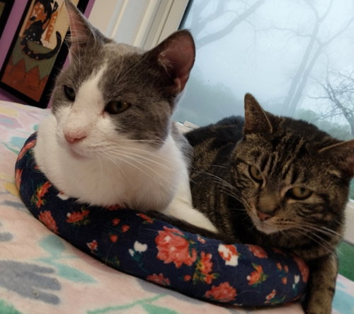 LOTUS * IN FOSTER * - Domestic Short Hair available for adoption
