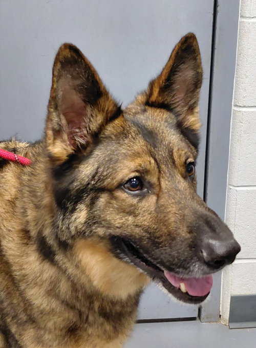 picture of the dog needing adoption