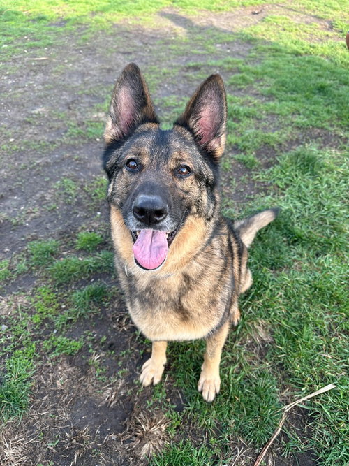 CAMO - German Shepherd Dog available for adoption