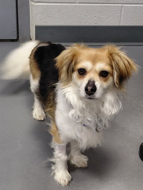 picture of the dog needing adoption
