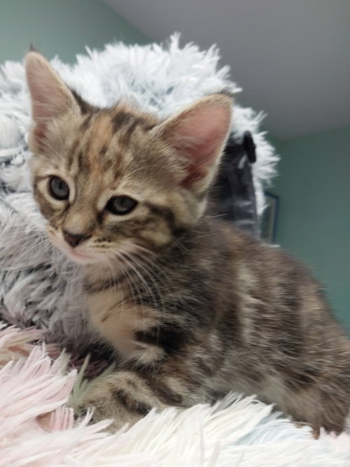 MONTEREY JACK - Domestic Short Hair available for adoption