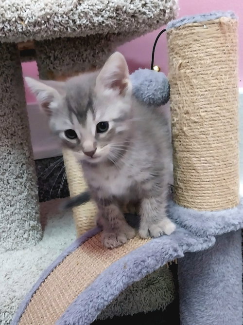 Sugar Bear, an adoptable Domestic Medium Hair in South Bend, IN