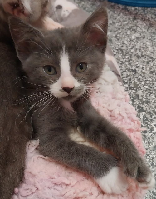 SUGAR BEAR - Domestic Medium Hair available for adoption