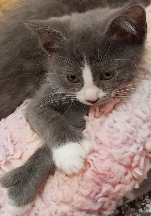 SUGAR BEAR - Domestic Medium Hair available for adoption
