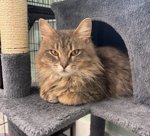 Lady Gray * IN FOSTER *, an adoptable Domestic Long Hair in South Bend, IN