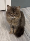 Lady Gray * IN FOSTER * - Photo 2