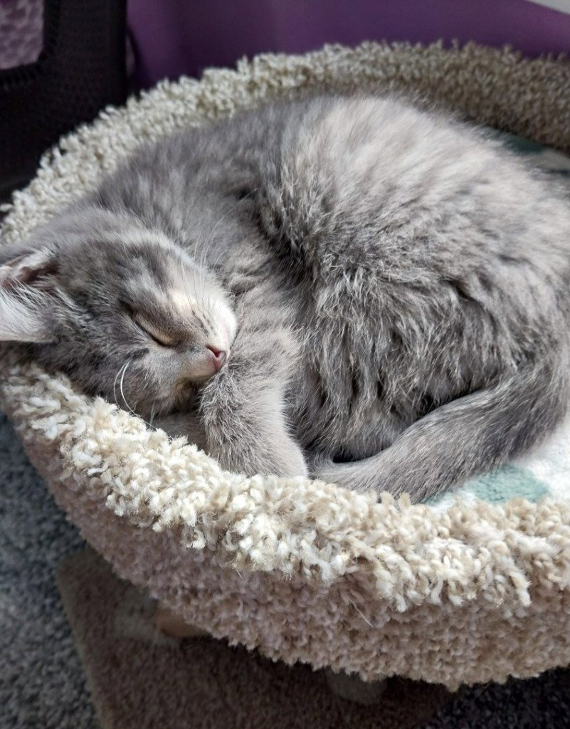Lovebug * IN FOSTER * Image