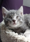 Lovebug * IN FOSTER * - Photo 2